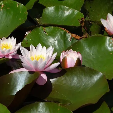 Seerosenhof Apartment Poppenbull